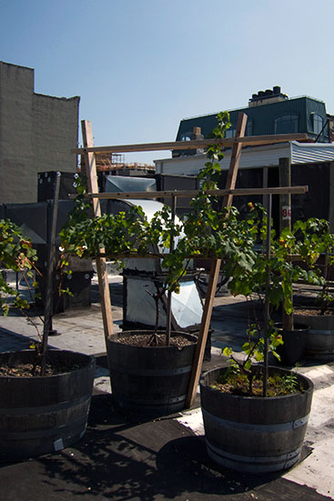 A Vine Grows in Brooklyn
