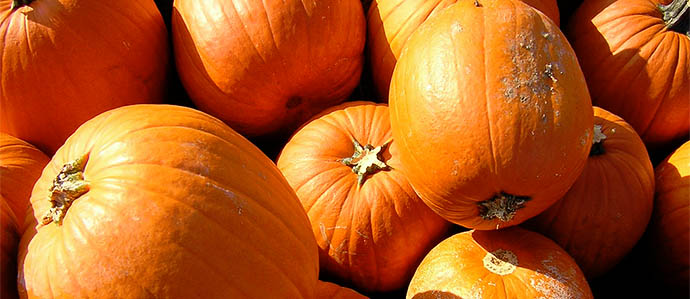 Pumpkin Beer: Debunking the Myths