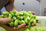 Craft Beer New York City | Top 6 West Coast IPAs for IPA Day | Drink NYC