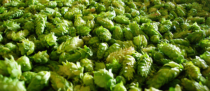  Are Hops Shortages Really Something Craft Beer Drinkers Need to Worry About?