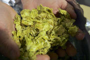 Craft Beer New York City | Drought Is a Growing Cause of Concern for Hop Farmers and Their Crops | Drink NYC