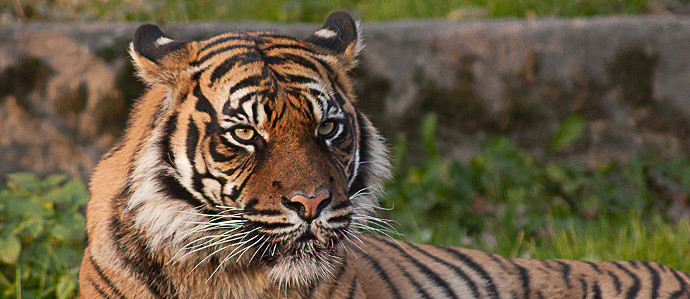 Drink This Beer to Help Save the Tiger Population